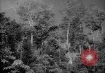 Image of forest Caracas Venezuela, 1940, second 12 stock footage video 65675050630
