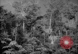 Image of forest Caracas Venezuela, 1940, second 13 stock footage video 65675050630