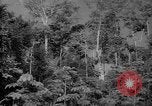 Image of forest Caracas Venezuela, 1940, second 14 stock footage video 65675050630