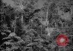 Image of forest Caracas Venezuela, 1940, second 15 stock footage video 65675050630