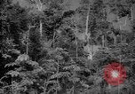 Image of forest Caracas Venezuela, 1940, second 16 stock footage video 65675050630