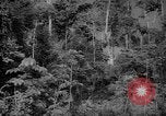 Image of forest Caracas Venezuela, 1940, second 17 stock footage video 65675050630