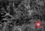 Image of forest Caracas Venezuela, 1940, second 18 stock footage video 65675050630