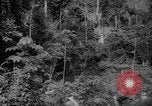 Image of forest Caracas Venezuela, 1940, second 19 stock footage video 65675050630