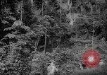 Image of forest Caracas Venezuela, 1940, second 20 stock footage video 65675050630