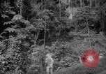 Image of forest Caracas Venezuela, 1940, second 21 stock footage video 65675050630