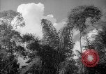 Image of forest Caracas Venezuela, 1940, second 32 stock footage video 65675050630