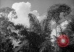 Image of forest Caracas Venezuela, 1940, second 33 stock footage video 65675050630