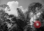 Image of forest Caracas Venezuela, 1940, second 34 stock footage video 65675050630