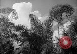 Image of forest Caracas Venezuela, 1940, second 35 stock footage video 65675050630