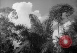 Image of forest Caracas Venezuela, 1940, second 37 stock footage video 65675050630