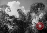 Image of forest Caracas Venezuela, 1940, second 38 stock footage video 65675050630