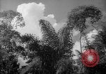 Image of forest Caracas Venezuela, 1940, second 40 stock footage video 65675050630