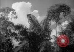Image of forest Caracas Venezuela, 1940, second 42 stock footage video 65675050630