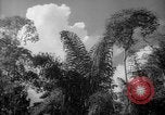 Image of forest Caracas Venezuela, 1940, second 43 stock footage video 65675050630