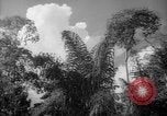 Image of forest Caracas Venezuela, 1940, second 46 stock footage video 65675050630