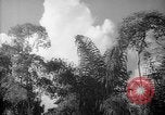 Image of forest Caracas Venezuela, 1940, second 47 stock footage video 65675050630