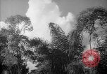 Image of forest Caracas Venezuela, 1940, second 48 stock footage video 65675050630