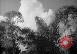 Image of forest Caracas Venezuela, 1940, second 49 stock footage video 65675050630