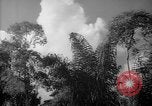 Image of forest Caracas Venezuela, 1940, second 51 stock footage video 65675050630