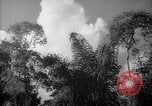 Image of forest Caracas Venezuela, 1940, second 53 stock footage video 65675050630
