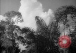 Image of forest Caracas Venezuela, 1940, second 54 stock footage video 65675050630