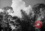 Image of forest Caracas Venezuela, 1940, second 55 stock footage video 65675050630