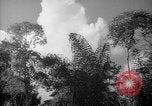 Image of forest Caracas Venezuela, 1940, second 57 stock footage video 65675050630