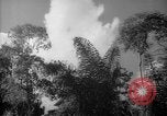 Image of forest Caracas Venezuela, 1940, second 62 stock footage video 65675050630