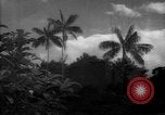 Image of forest Caracas Venezuela, 1940, second 1 stock footage video 65675050633