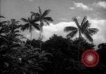 Image of forest Caracas Venezuela, 1940, second 8 stock footage video 65675050633