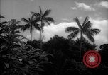 Image of forest Caracas Venezuela, 1940, second 9 stock footage video 65675050633