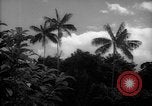 Image of forest Caracas Venezuela, 1940, second 10 stock footage video 65675050633