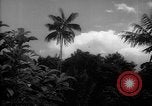 Image of forest Caracas Venezuela, 1940, second 13 stock footage video 65675050633