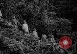 Image of forest Caracas Venezuela, 1940, second 23 stock footage video 65675050633