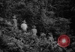 Image of forest Caracas Venezuela, 1940, second 25 stock footage video 65675050633