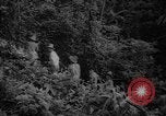 Image of forest Caracas Venezuela, 1940, second 29 stock footage video 65675050633