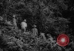 Image of forest Caracas Venezuela, 1940, second 32 stock footage video 65675050633