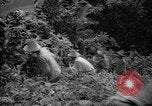 Image of forest Caracas Venezuela, 1940, second 35 stock footage video 65675050633