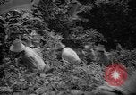 Image of forest Caracas Venezuela, 1940, second 36 stock footage video 65675050633