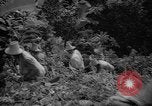 Image of forest Caracas Venezuela, 1940, second 37 stock footage video 65675050633