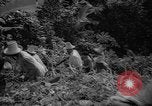 Image of forest Caracas Venezuela, 1940, second 38 stock footage video 65675050633