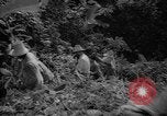 Image of forest Caracas Venezuela, 1940, second 39 stock footage video 65675050633