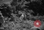 Image of forest Caracas Venezuela, 1940, second 42 stock footage video 65675050633