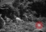 Image of forest Caracas Venezuela, 1940, second 45 stock footage video 65675050633