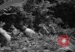 Image of forest Caracas Venezuela, 1940, second 46 stock footage video 65675050633