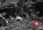 Image of forest Caracas Venezuela, 1940, second 48 stock footage video 65675050633