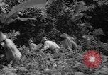 Image of forest Caracas Venezuela, 1940, second 49 stock footage video 65675050633