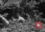 Image of forest Caracas Venezuela, 1940, second 50 stock footage video 65675050633