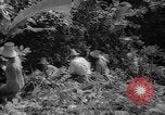 Image of forest Caracas Venezuela, 1940, second 51 stock footage video 65675050633
